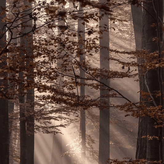 Image of woody Forest depicting naturistic woody fragrance