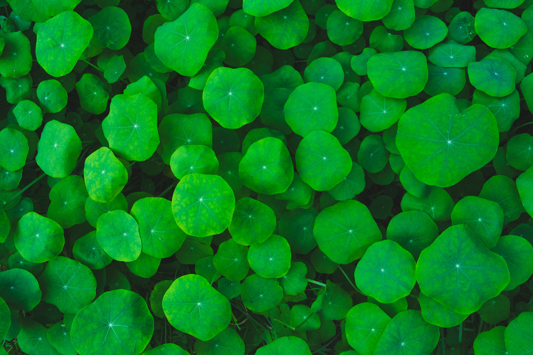 Green Petal Fragrance