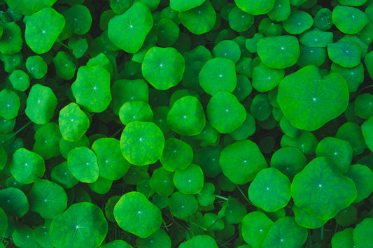 Green Petal Fragrance