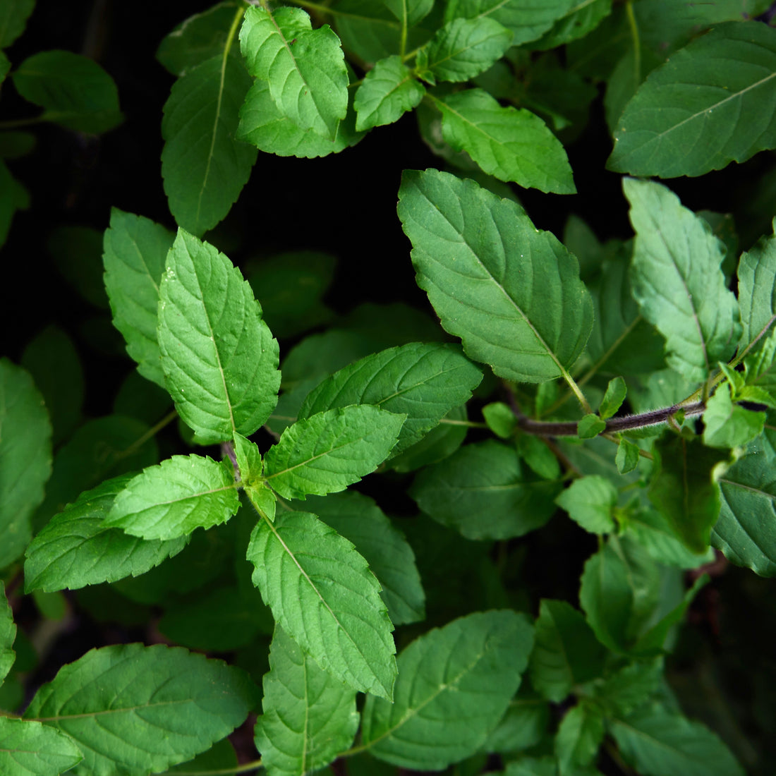 Image of tulsi for The House of Ram Blog