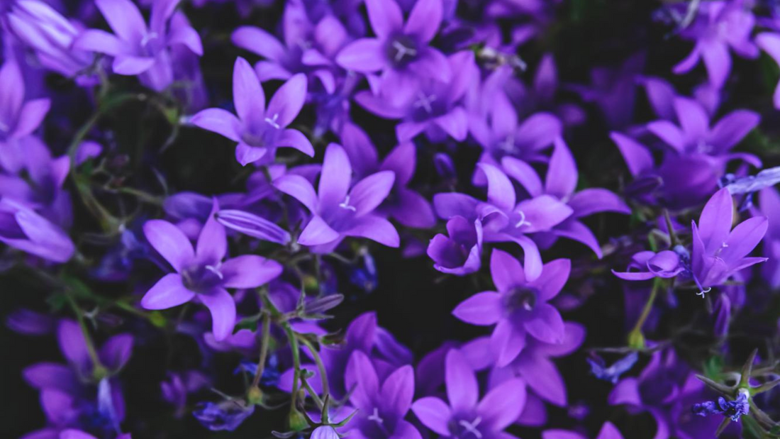 lavender color flowers