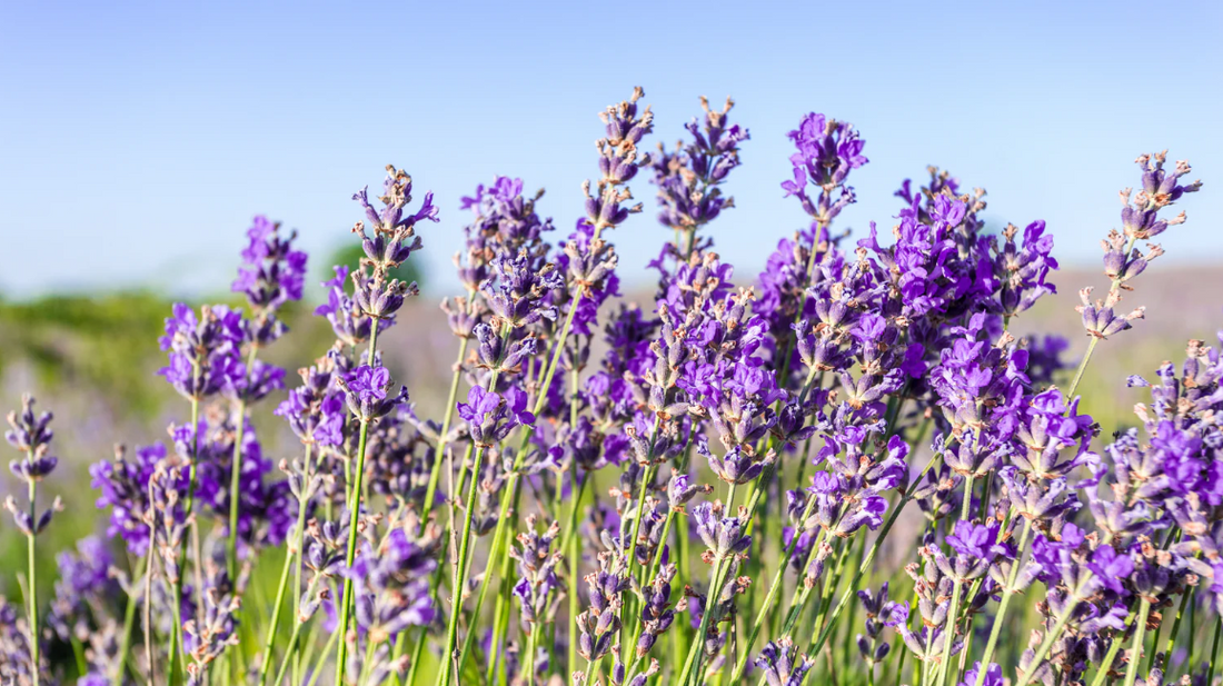 puple color flowers garden