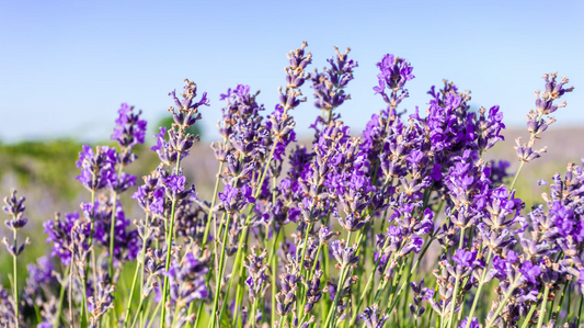 puple color flowers garden