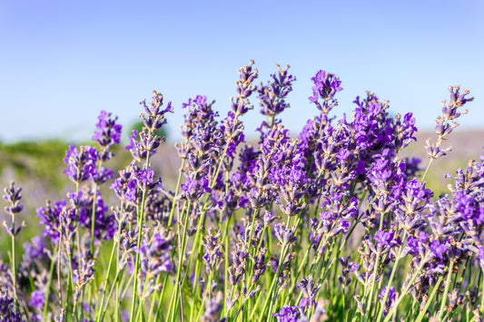 World of Lavendar Fragrance